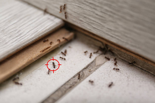 Pest Prevention Services in Binghamton University, NY